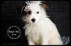 Elliot Puppy