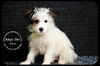 Elliot Puppy