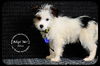 Elliot Puppy