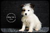 Elliot Puppy