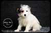 Elliot Puppy