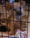 Colette Puppy