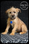 Colette Puppy