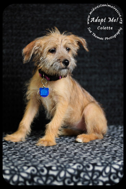 Colette Puppy