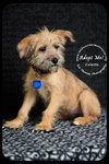 Colette Puppy