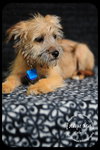 Colette Puppy