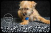 Colette Puppy