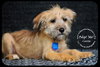 Colette Puppy