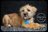 Colette Puppy