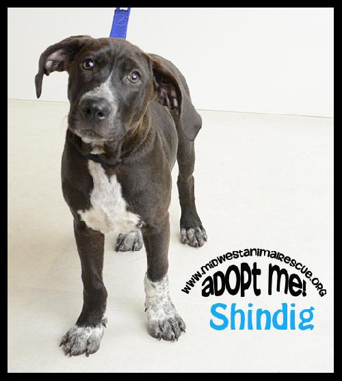 Shindig