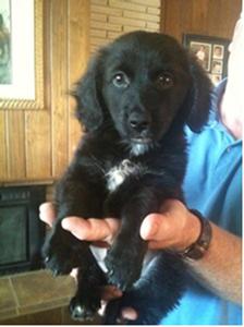 Freddy -Puppy