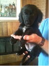 Freddy -Puppy