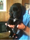 Freddy -Puppy