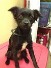 Licorice -puppy