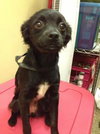 Licorice -puppy