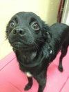 Licorice -puppy