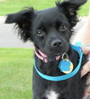 Licorice -puppy