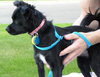 Licorice -puppy