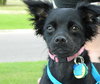 Licorice -puppy