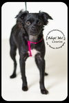 Licorice -puppy