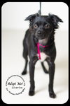 Licorice -puppy