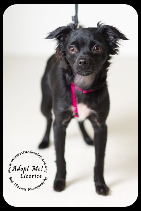 Licorice -puppy