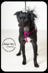 Licorice -puppy