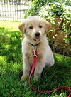Goldee Puppy
