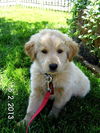 Goldee Puppy