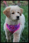 Goldee Puppy