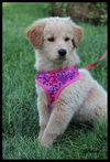Goldee Puppy