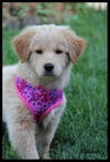 Goldee Puppy