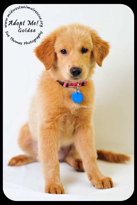 Goldee Puppy