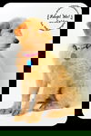 Goldee Puppy