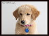 Goldee Puppy