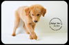Goldee Puppy