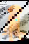 Goldee Puppy