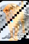 Goldee Puppy