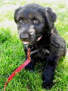 Gidgie Puppy