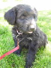 Gidgie Puppy