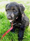 Gidgie Puppy