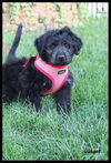 Gidgie Puppy