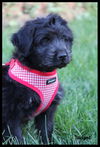 Gidgie Puppy