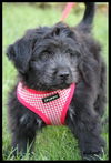 Gidgie Puppy