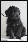 Gidgie Puppy