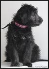 Gidgie Puppy