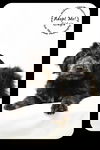 Gidgie Puppy