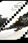 Gidgie Puppy