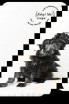Gidgie Puppy