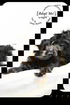Gidgie Puppy